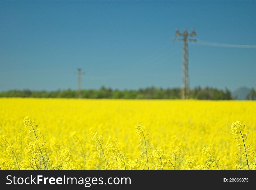 Yellow rape field with power line