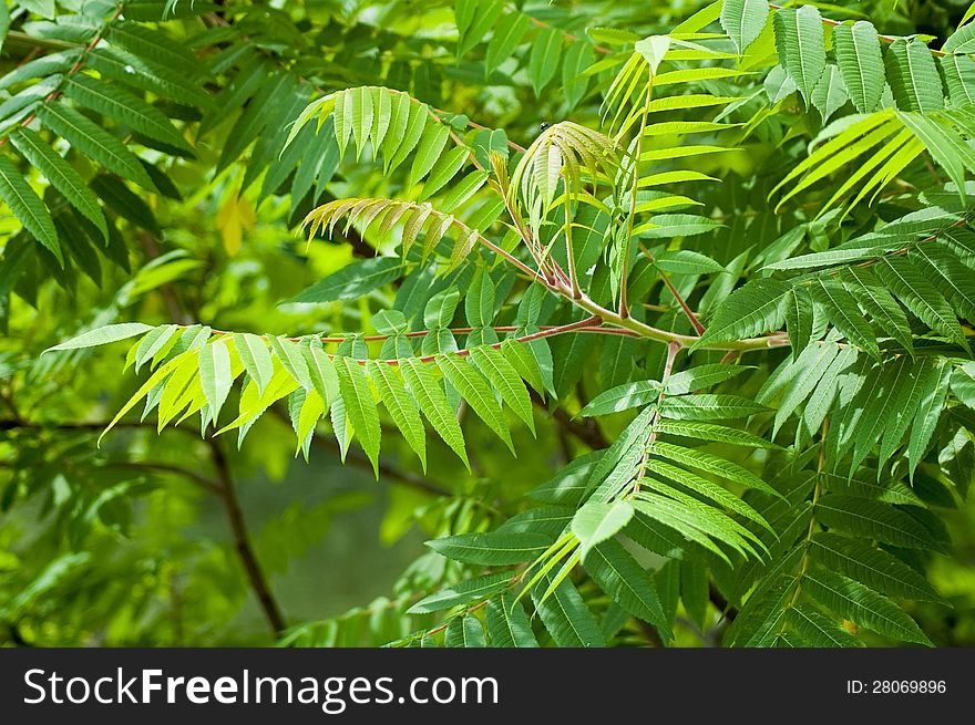 Green Leaves Of Rowan