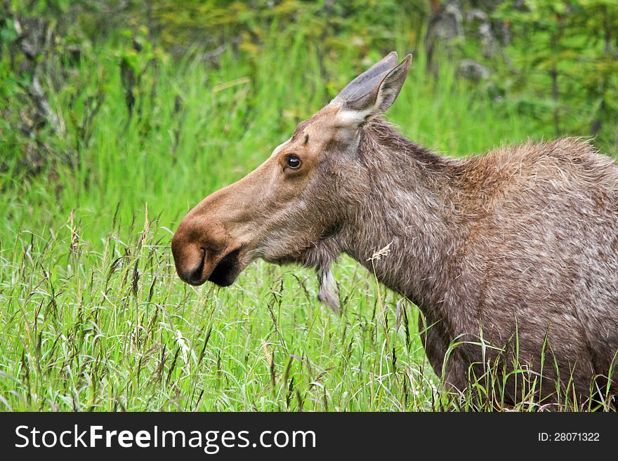 A female Moose in the wild along the Sterling Highway on the Kenai Peninsula near Homer, Alaska. A female Moose in the wild along the Sterling Highway on the Kenai Peninsula near Homer, Alaska.