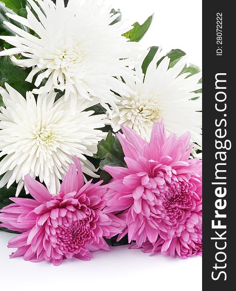 Beautiful Pink and White Chrysanthemum closeup on white background