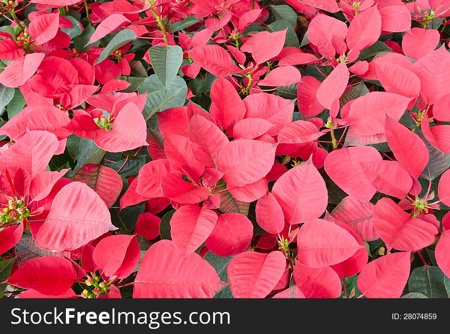 Group of red christmas with green leaf. Group of red christmas with green leaf