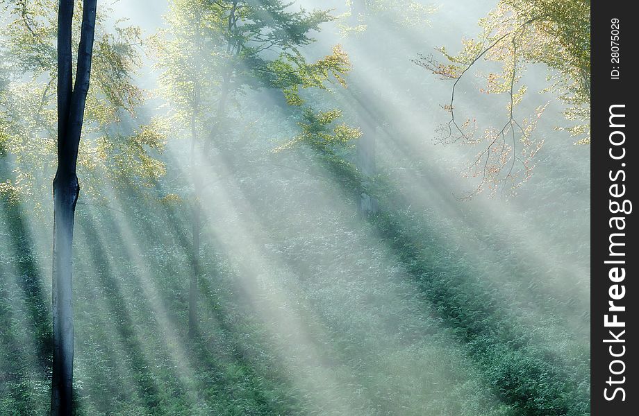Sunbeams in a misty forest