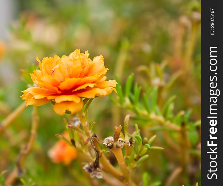 Close up of flowers Portulaca grandiflora in the garden. Close up of flowers Portulaca grandiflora in the garden