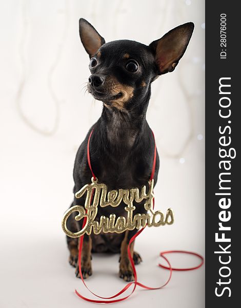 Small dog terrier congratulates on Christmas and new year like. Small dog terrier congratulates on Christmas and new year like