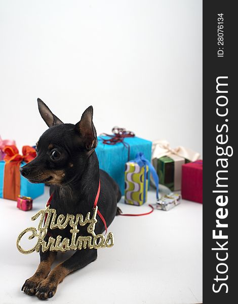 Small dog terrier congratulates on Christmas and new year like. Small dog terrier congratulates on Christmas and new year like