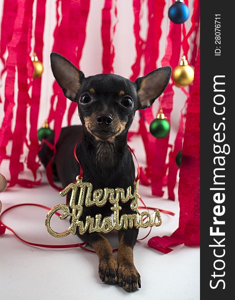 Small dog terrier congratulates on Christmas and new year. Small dog terrier congratulates on Christmas and new year