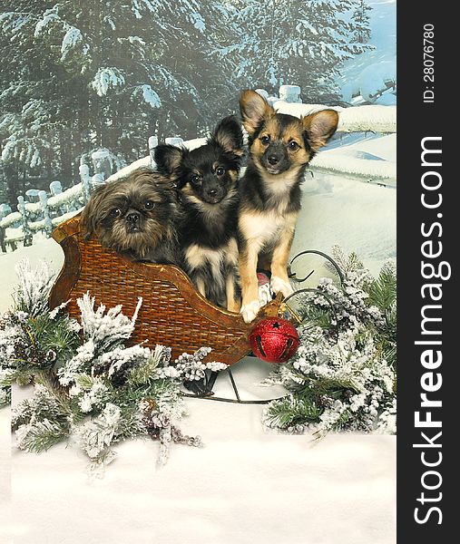 Three Pups in a Sleigh