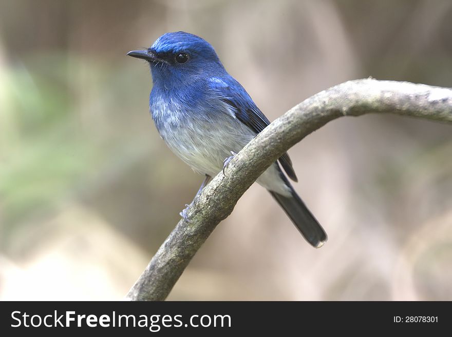 Hainan Blue Flycatcher : Cyomis Hainanus