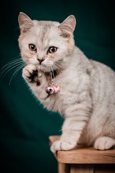 Free Portrait Photography Of A Small White Cat Raising His Hand In Greeting Stock Photos - 280705643