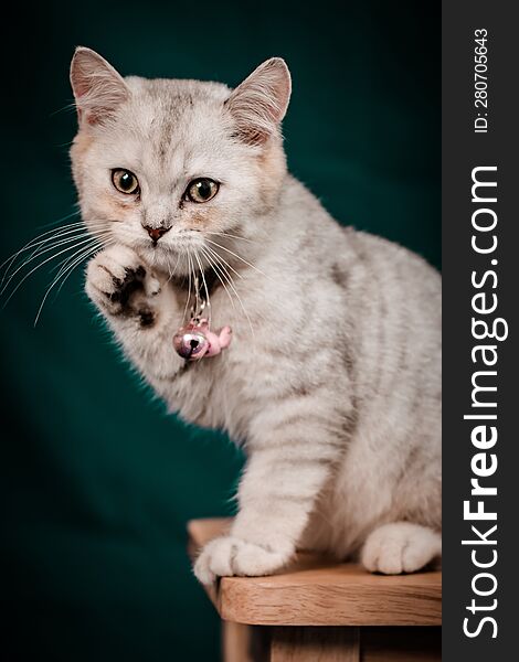 portrait photography of a small white cat raising his hand in greeting
