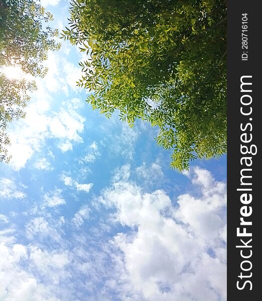 the beautiful summer sky is covered with light clouds and green crowns of trees