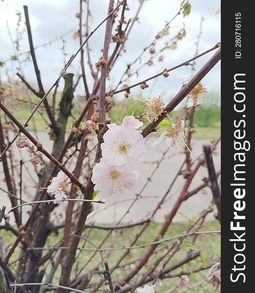 two flowers on a branch among dried flowers, beautiful spring bushes