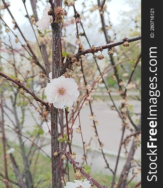 beautiful live snow-white flower on a branch with dry flowers