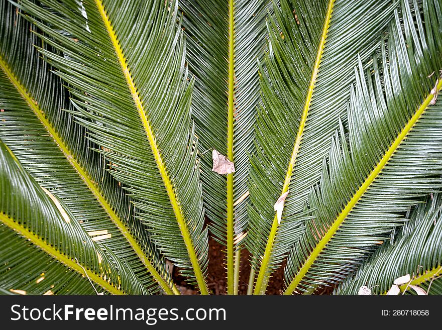 beautiful fresh green leaves natural bamboo with raindrops like background, close up