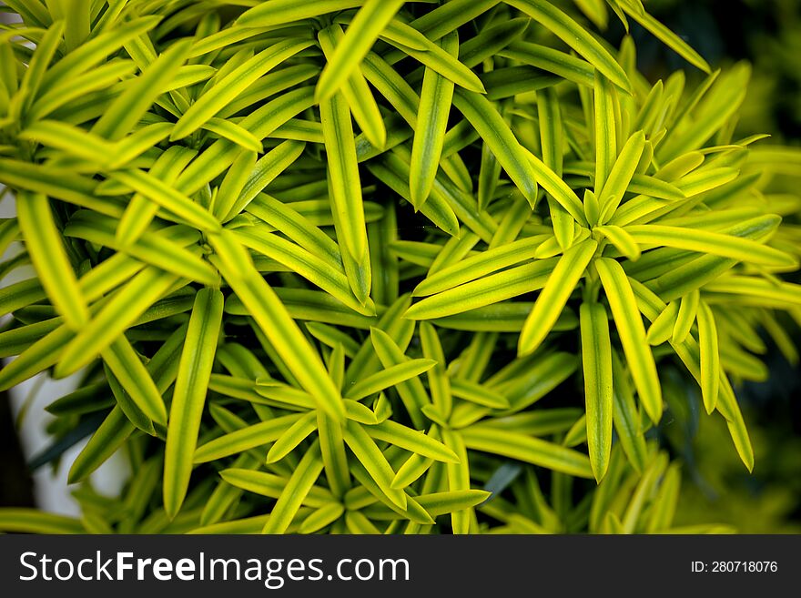 Beautiful Fresh Green Leaves Natural Bamboo With Raindrops Like Background, Close Up