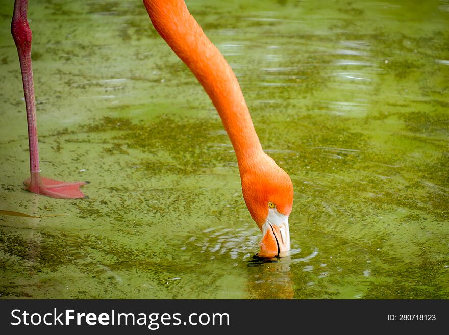 Photo Picture Of Pink Animal Bird Wild Flamingo