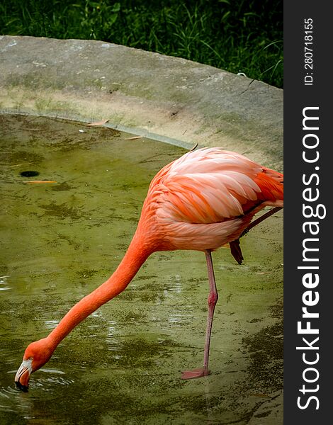 Photo Picture Of Pink Animal Bird Wild Flamingo