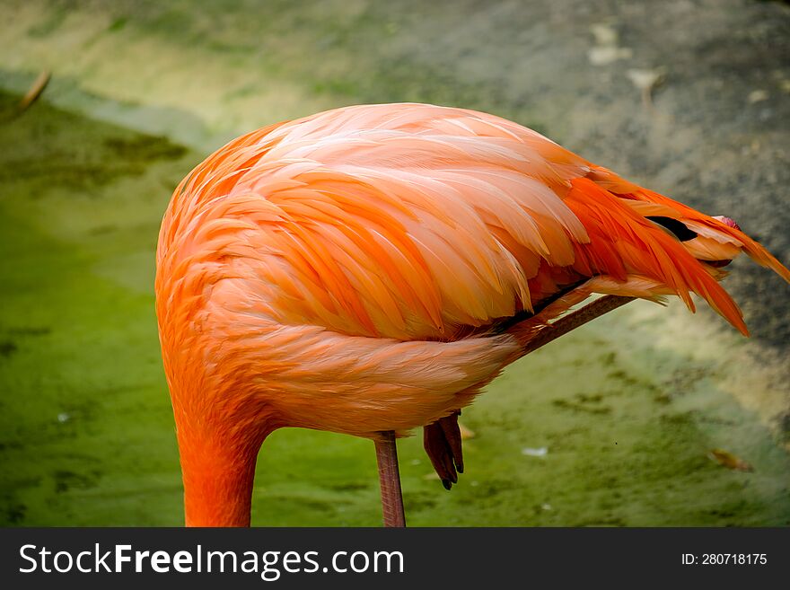 Photo Picture of Pink Animal Bird Wild Flamingo