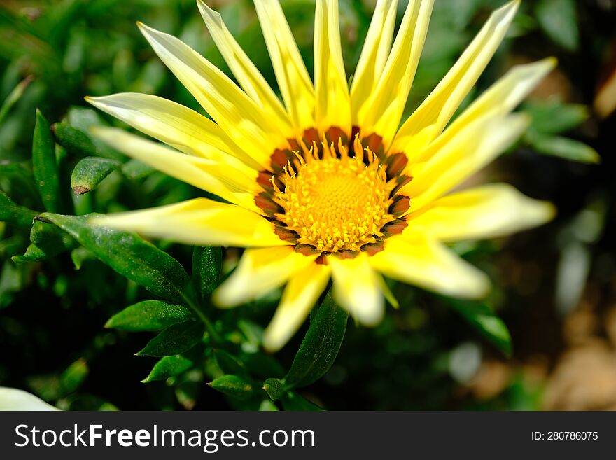 Spring Time - Yellow Flower Macro