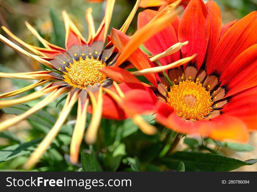 Spring Time - Orange Flower Macro