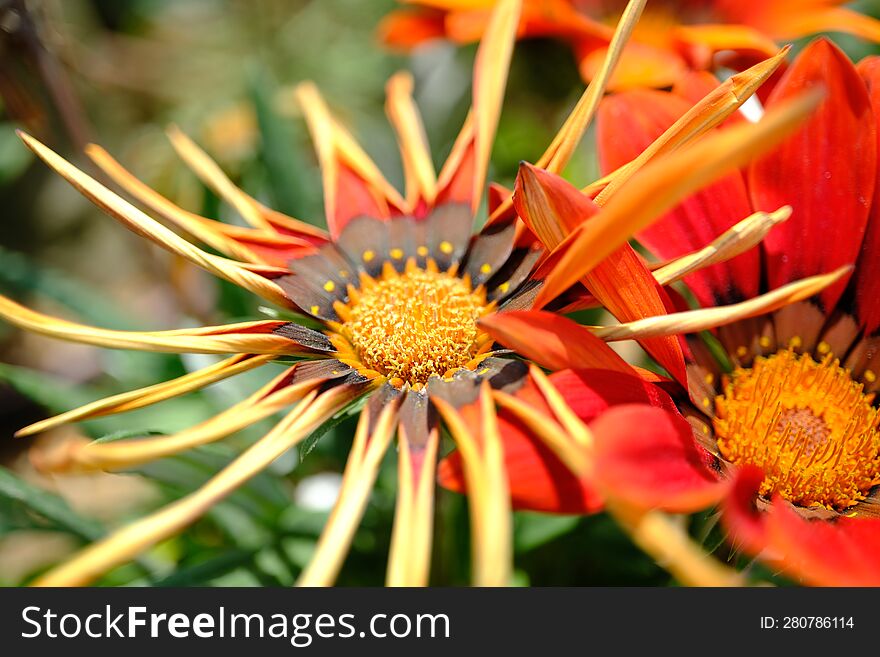 Spring Time - Orange Flower Macro