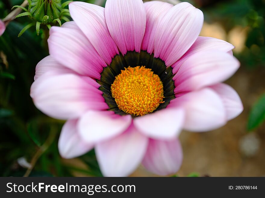 Spring Time - Pink Flower Macro