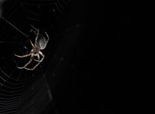 Spider In The Night Royalty Free Stock Images