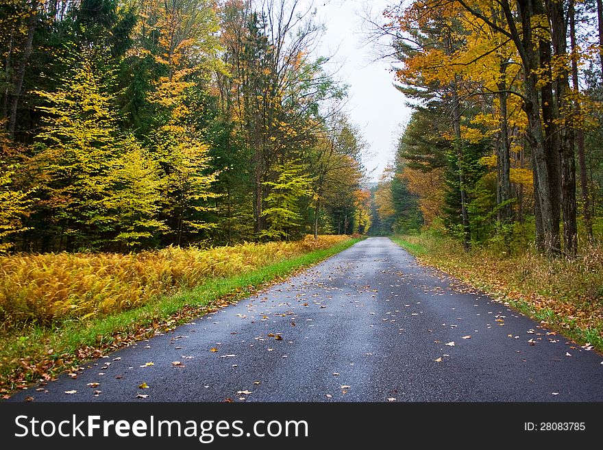 Looking down a paved road going through a wooded area in the autumn with colored leaves and beautiful golden fern plants along the road. Looking down a paved road going through a wooded area in the autumn with colored leaves and beautiful golden fern plants along the road