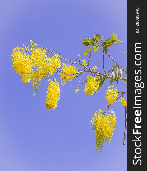 Golden shower, Thai national flower, against blue sky background at Phuket, Thailand