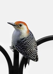 Red-Bellied Woodpecker Stock Photos Red-Bellied Woodpecker Stock Photos