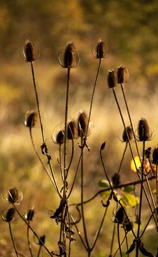 Autumn Thistles Against Fall Field Royalty Free Stock Photo Autumn Thistles Against Fall Field Royalty Free Stock Photo