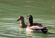 Male And Female Mallard Ducks Swimming. Stock Image