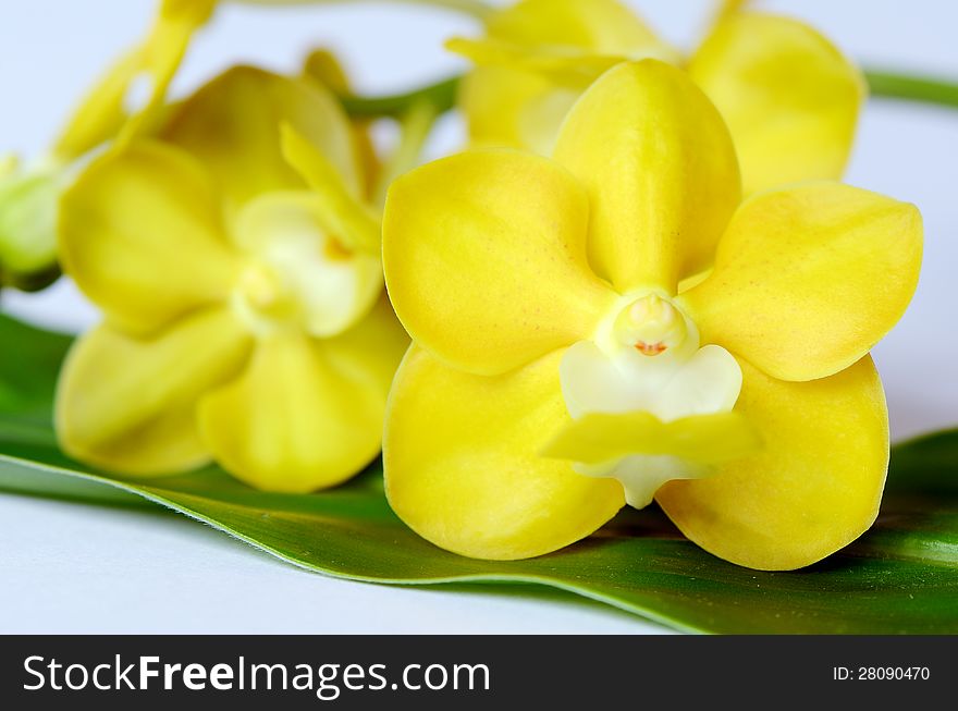 Yellow fragrant orchid on green leaf. Yellow fragrant orchid on green leaf.