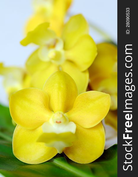 Yellow fragrant orchid on green leaf. Yellow fragrant orchid on green leaf.