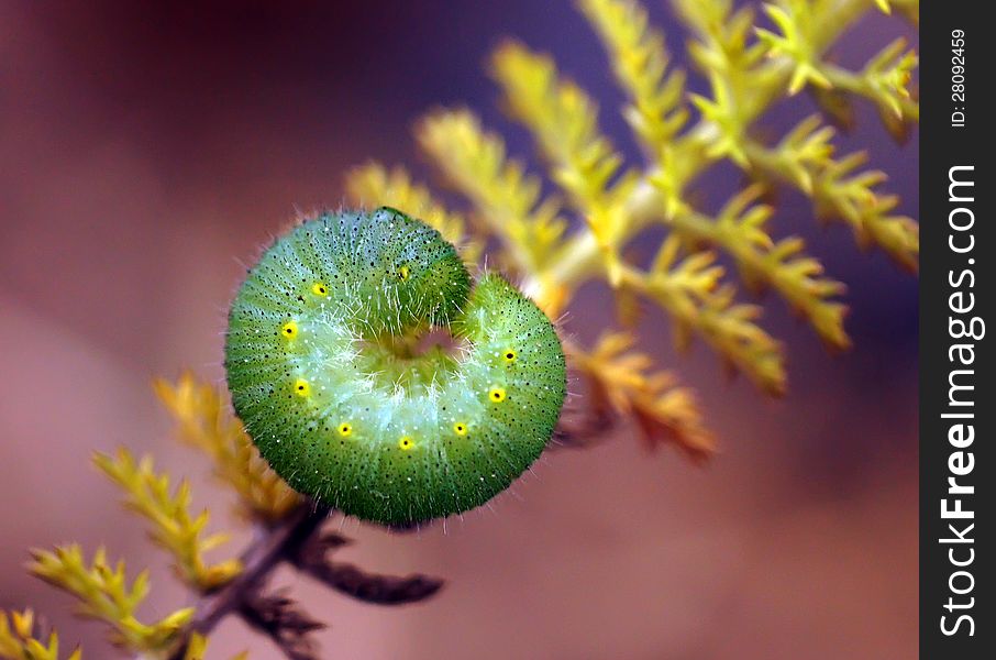 The caterpillar creeps on a plant