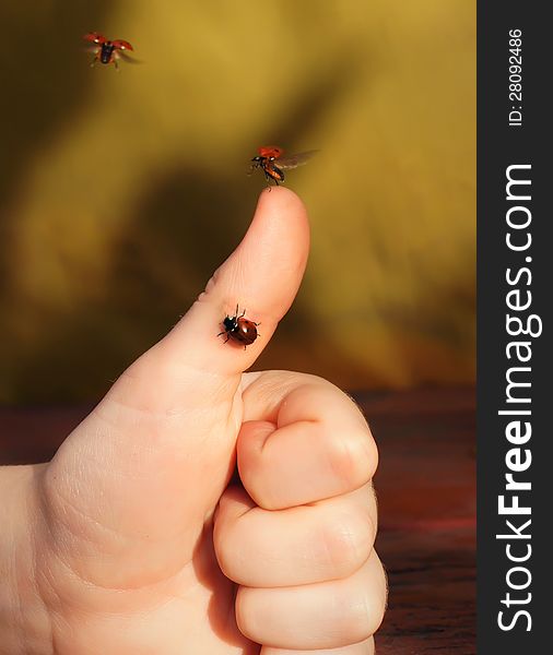 Take-off of a ladybug. Take-off of a ladybug