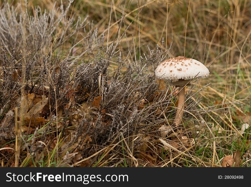 Autumn on the meadow mushroom, Island Krk, Croatia. Autumn on the meadow mushroom, Island Krk, Croatia