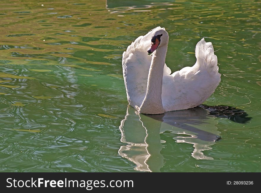 Water reflections of a beautiful white swan. Water reflections of a beautiful white swan.