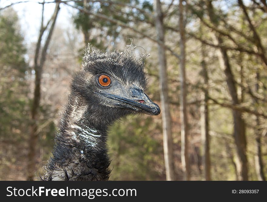 A curious Australian Emu is looking for food.