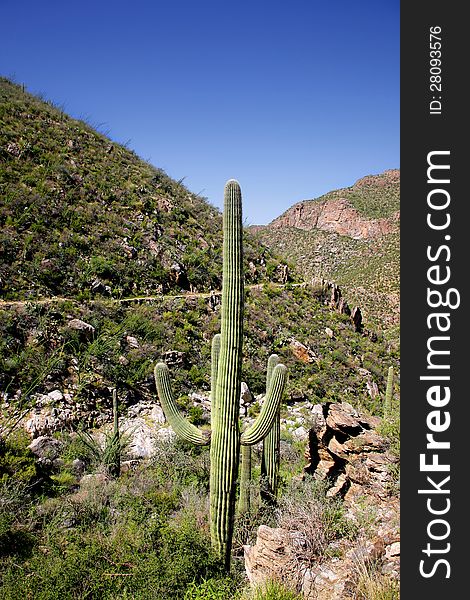 Giant Saguaro Cactus, Saguaro National Park, Sonoran Desert, Tucson, Arizona 2