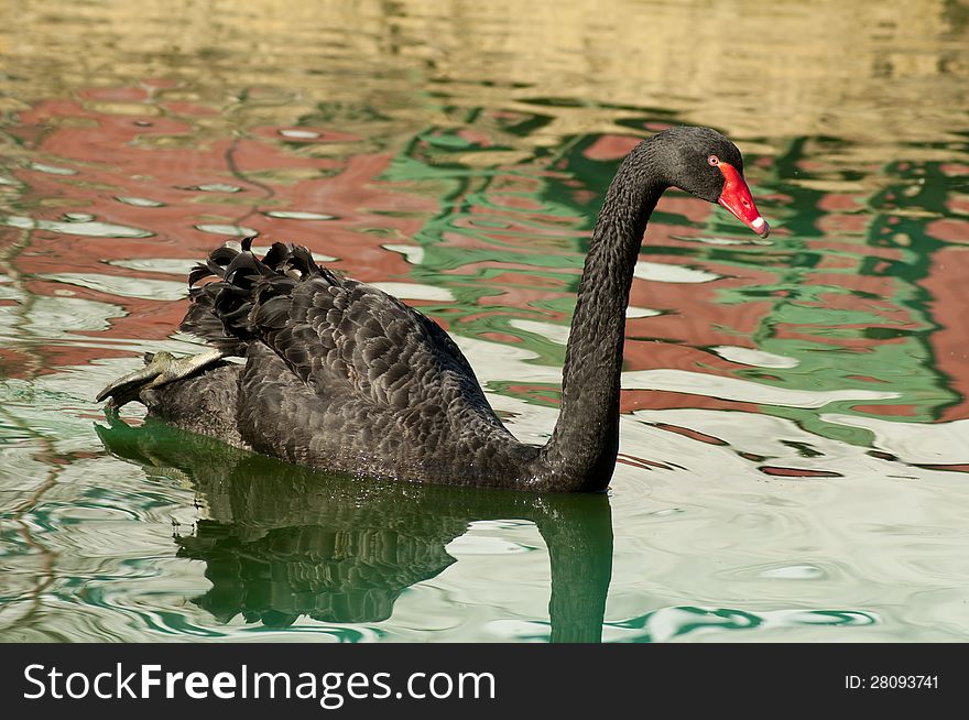 Water Reflections Surround A Black Swan.