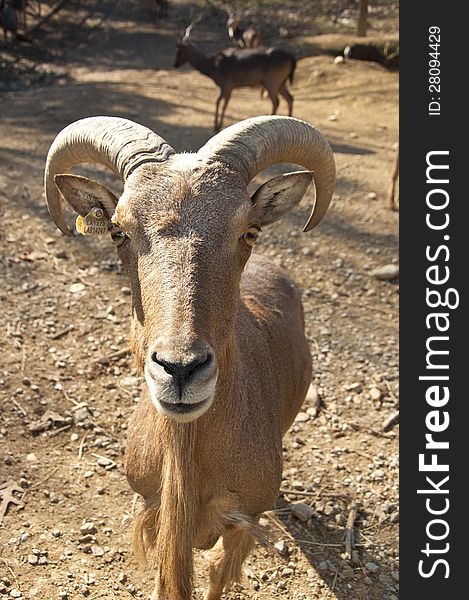 A Bighorn Sheep Ram Is Making Eye Contact.