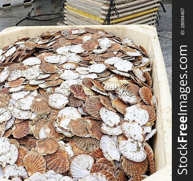 Some shell in a market