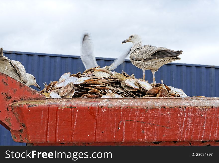 Sea gulls on a pile of shell. Sea gulls on a pile of shell