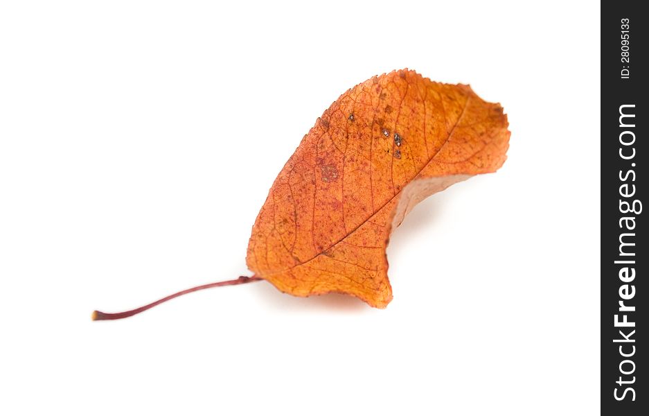 Autumn leaf isolated white