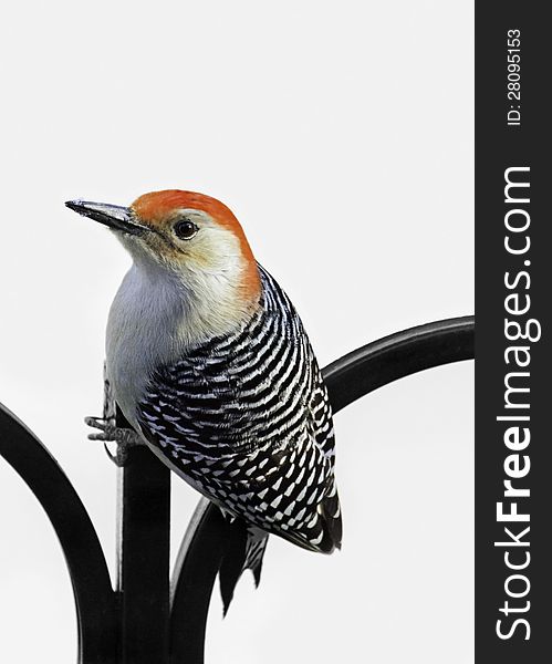 Red-Bellied Woodpecker