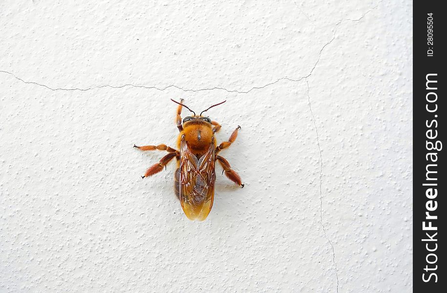 A closed image of a pollen collector. the whole parts of its body are entirely golden brown colour. A closed image of a pollen collector. the whole parts of its body are entirely golden brown colour.