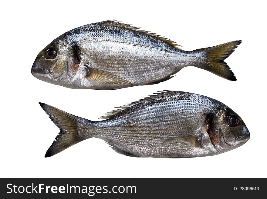 Two fresh gilthead (dorado) isolated over white background. Two fresh gilthead (dorado) isolated over white background