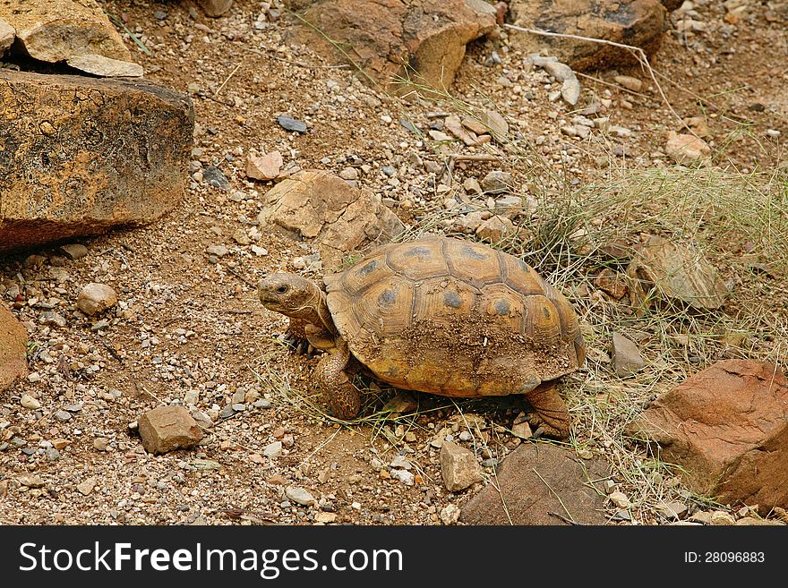 Desert tortoise in the sand walking, slow-moving land-dwelling reptile with a large dome-shaped shel, Testudinidae