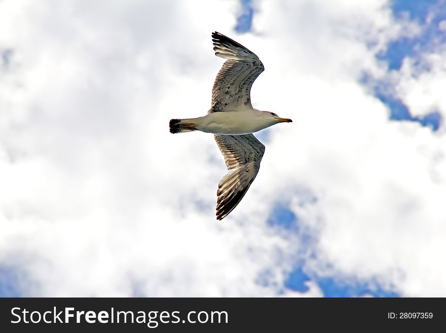 Gull flying in the cloudy sky